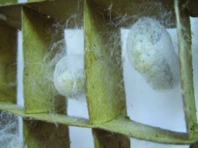 申请澎湃号请用电脑访问