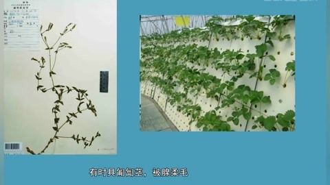 使其与眠蚕分成两批的工作