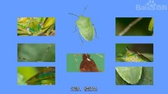 <b>由广东省粤港澳大湾区战略性新兴产业发展促进</b>